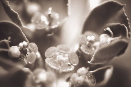 Macro of ranuculus repensの写真素材