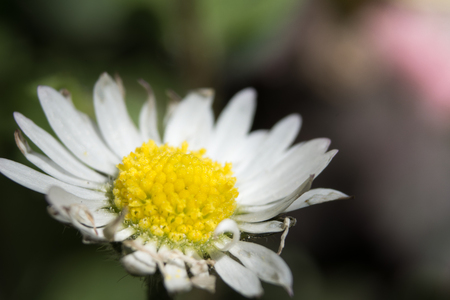 Daisy Flower Macroの写真素材