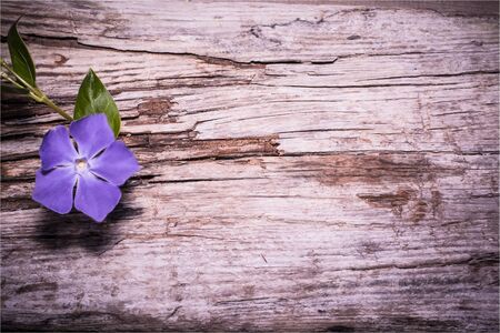 wooden board with single flowerの写真素材