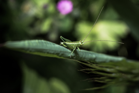 A grasshopper in the natureの写真素材