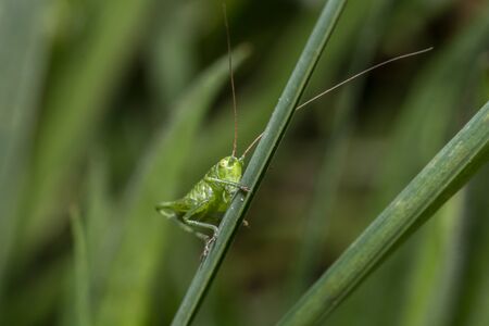 A grasshopper in the natureの写真素材