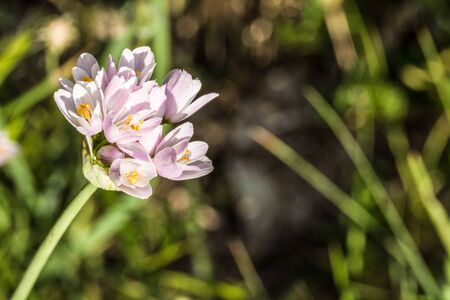 a pink purple flower macroの写真素材