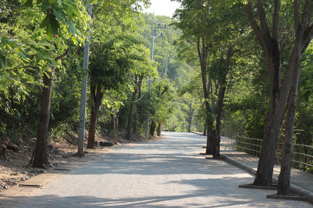 The quiet road to the jungle.の写真素材