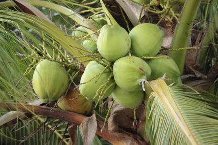 This coconut palm tree on tropical beach in Chon buri Thailand.の写真素材
