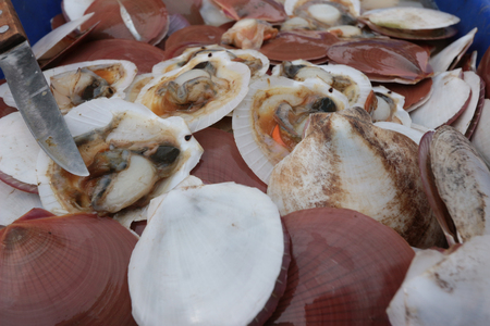 Fresh scallops being cleaned before grilling for hygiene purposesの写真素材