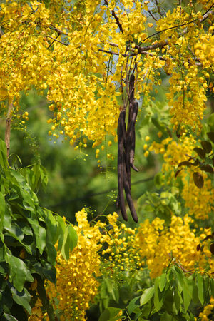 Indian laburnum.の写真素材
