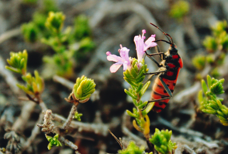 Firebug climbing the stalk of a rose coloured flower in the countryside