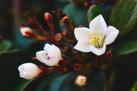 Macro close-up of delicate white flowers (Viburnum tinus)の写真素材