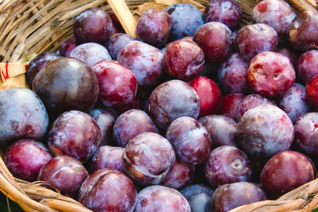 Ripe plums in a wicker basket for sale at a farmer's marketの写真素材