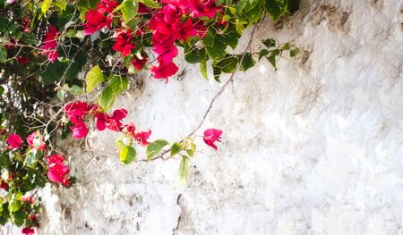 White washed rustic wall with pink flowers and green leaves with copy-space for textの写真素材