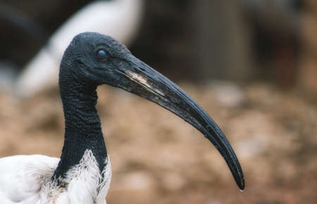 African sacred ibis long billed birdの写真素材