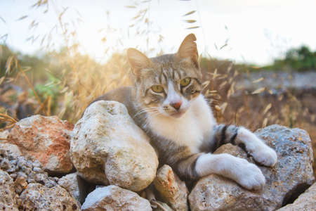 Cute tabby cat looking at the camera resting on rocks in the countryside with the sun's rays in the backgroundの写真素材