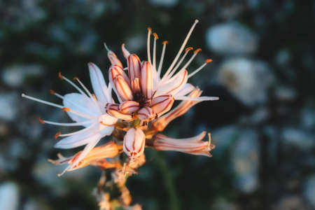 Asphodel exotic flower with blurred background