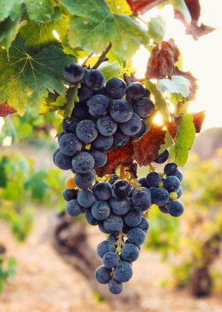 A bunch of black purple grapes hanging from a vine with the glowing light of the setting Mediterranean sun in the backgroundの写真素材