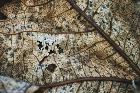 Close-up macro texture shot of dried leaf from a teak tree with autumn colorsの写真素材