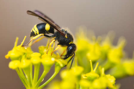 Close-up macro shot of a wasp on a yellow flowerの写真素材
