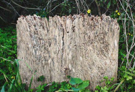 Empty weathered wooden sign on the ground in a green forestの写真素材