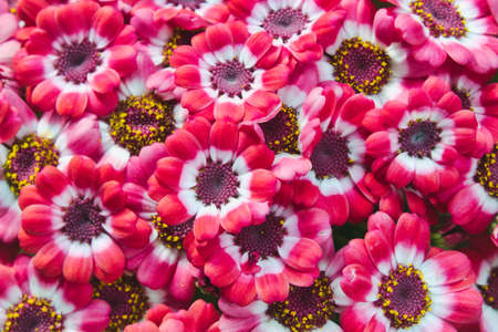 Pink and white cineraria flowers blooming in a pot forming a full frame backgroundの写真素材