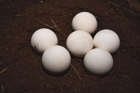 Close-up of a group of white, round turtle eggs on soilの写真素材