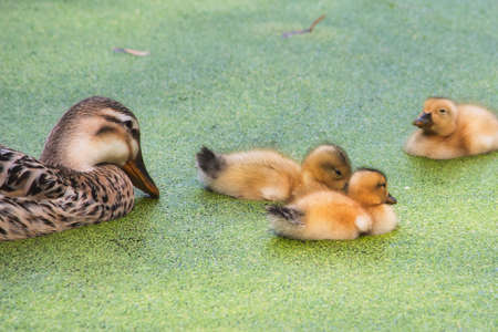 Mother duck with her baby ducklings swimming on a lakeの写真素材