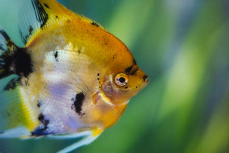 Closeup of colourful Koi Angelfish with black flecks swimming in a fish tankの写真素材