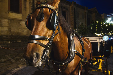 Close-up of a tourist horse and carriage parked outside the cathedral in Seville, Spainの写真素材
