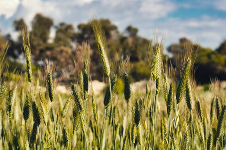 Sheaves of green wheat in an agricultural field in the countrysideの写真素材