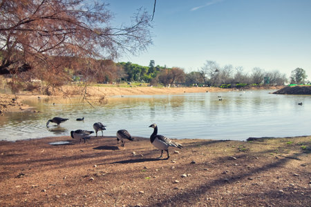 Ducks and Barnacle geese at a lake in summer on a bright sunny day with blue sky in the backgroundの写真素材
