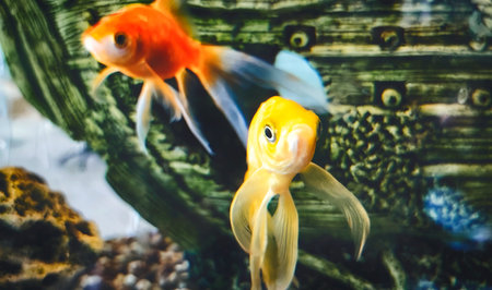 An orange and yellow goldfish swimming in an aquarium tank with a toy shipwrecked boat in the backgroundの写真素材