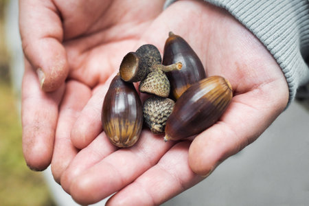A handful of acorns in a young girl's hands