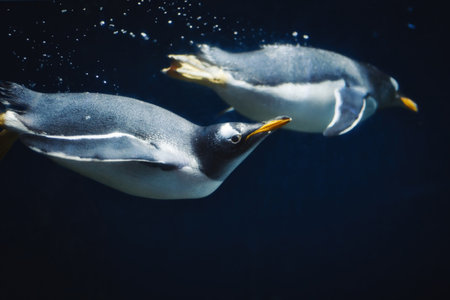 A couple of gentoo penguins (pygoscelis papua) swimming submerged underwaterの写真素材