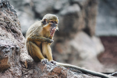 Portrait of a cute Gabon talapoin monkey, resting on a rock