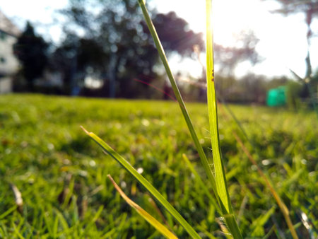 Grass field.