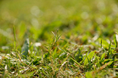 Grass field.