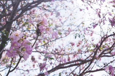 Blossom Sakura tree.の写真素材