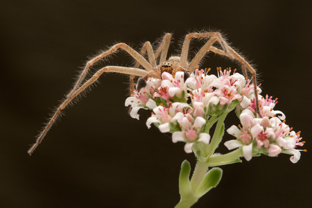 spider hunter on the flowerの写真素材