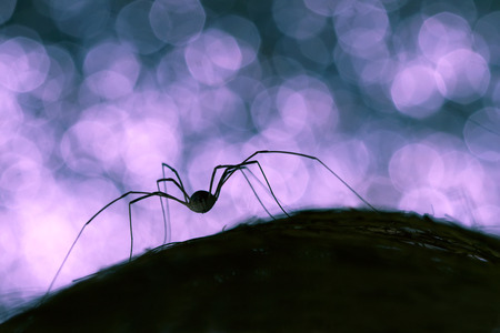 silhouette of a spider on black and blue background bokehの写真素材