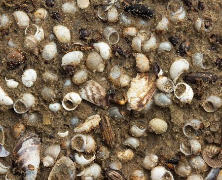 river shells and mussels on the wet sand