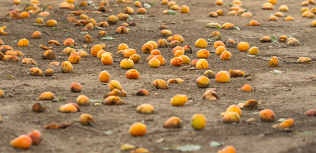 many ripe apricots fell from the tree and lying on the groundの写真素材