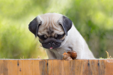 the puppy pug is watching on snail crawling  up fenceの写真素材