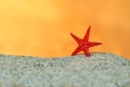 starfish on sand on background of sunset skyの写真素材