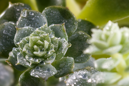 Beautiful succulent plant with water drops close upの写真素材