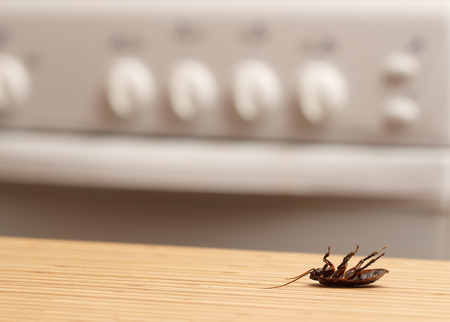 Dead cockroaches in an apartment kitchen. Inside high-rise buildings. Fight with cockroaches in the apartment. Extermination.の写真素材