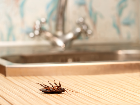 Dead cockroaches in an apartment house on the background of the water faucet. Inside high-rise buildings. Fight with cockroaches in the apartment. Extermination.の写真素材