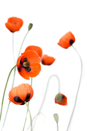 closeup blossoming red poppies on white background. vertical composition. soft focus, shallow DOF.の写真素材