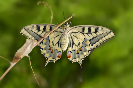 Closeup amazing moment about butterfly (Papilio machaon)  emerging from chrysalis on twig on green background. shallow dofの写真素材