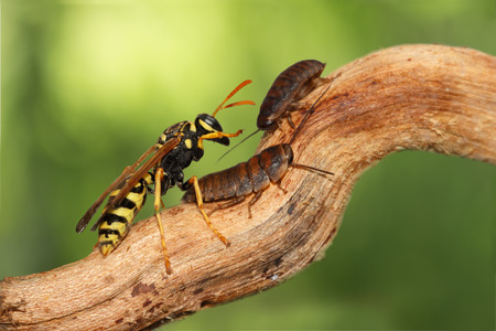 closeup two little nymphs of madagascar cockroache  and wasp (polistes dominula) on branch on green leaves background. animal humorの写真素材