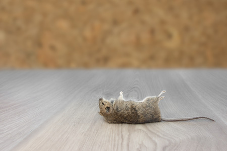 Closeup dead mouse or rat  in an apartment house on the background of the wall. Inside high-rise buildings. Fight with mouse in the apartment. Extermination.の写真素材