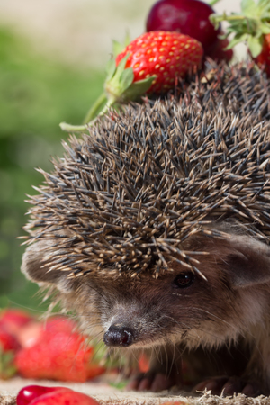 closeup pretty young hedgehog, Erinaceus europaeus, with cherry and strawberry on thorns. Vertical composition. Selective focusの写真素材