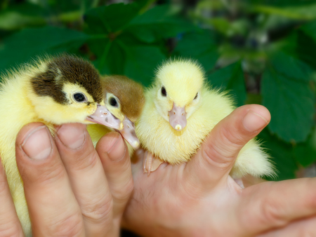 Three newborn mallard and musk ducklings in the hands of the farmer. Concept of poultry farming.の写真素材